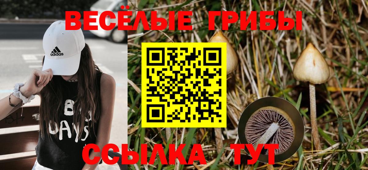 Псилоцибиновые грибы прущие грибы  Вход с VPN  Троицк 
